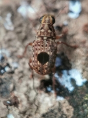 Nessiara centralis