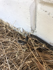 Coluber constrictor priapus