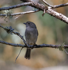 Pachycephala pectoralis