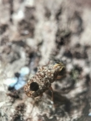 Nessiara centralis