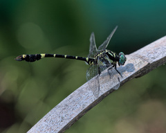 Melligomphus viridicostus