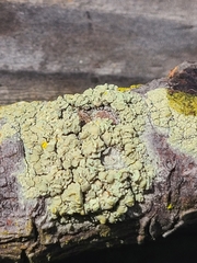 Lecanora expallens