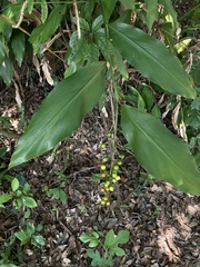 Alpinia intermedia