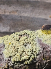 Lecanora expallens