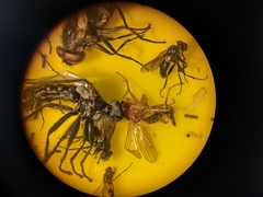 Norellisoma spinimanum