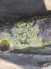 Lecanora expallens