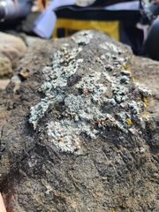Lecanora poliophaea