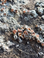 Lecanora poliophaea