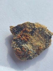 Polycauliona inconspecta