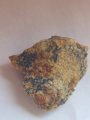 Polycauliona inconspecta