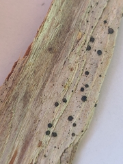 Cresponea chloroconia
