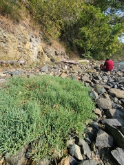 Salicornia