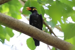 Gracula religiosa