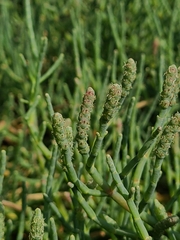 Salicornia