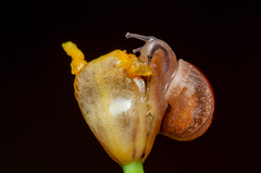 Bradybaena similaris