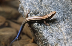 Plestiodon skiltonianus