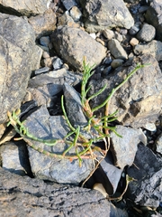 Salicornia