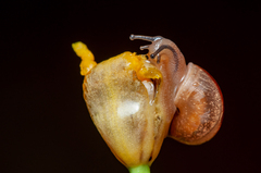 Bradybaena similaris
