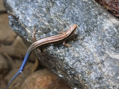 Plestiodon skiltonianus