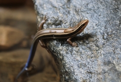 Plestiodon skiltonianus