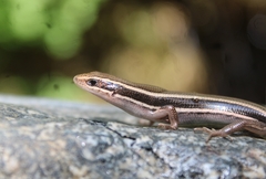 Plestiodon skiltonianus