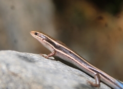 Plestiodon skiltonianus