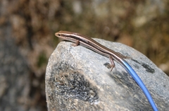 Plestiodon skiltonianus