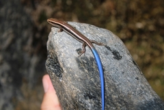 Plestiodon skiltonianus