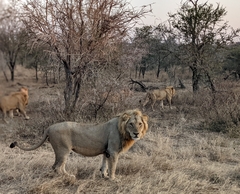 Panthera leo melanochaita