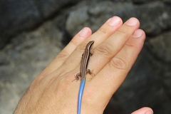 Plestiodon skiltonianus