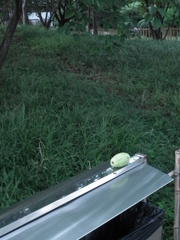 Pseudocydonia sinensis