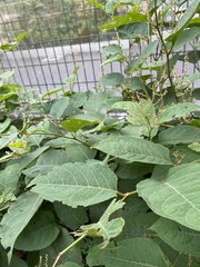 Paracercion hieroglyphicum