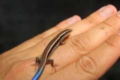 Plestiodon skiltonianus