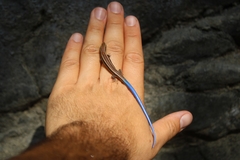 Plestiodon skiltonianus