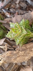 Aloe juvenna
