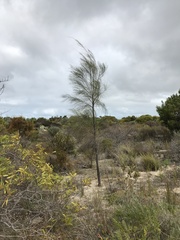 Allocasuarina verticillata