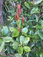 Eugenia brasiliensis