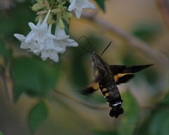 Macroglossum pyrrhosticta