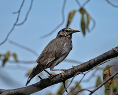 Spodiopsar cineraceus