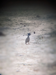 Pternistis natalensis