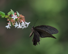Papilio demetrius demetrius