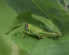 Patanga japonica
