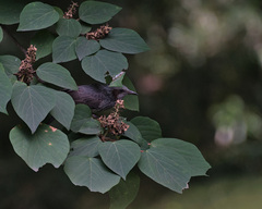 Hypsipetes amaurotis
