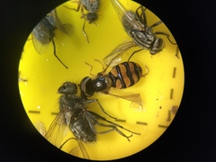 Eupeodes latifasciatus