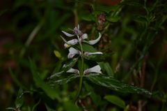 Melampyrum pratense