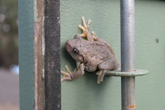 Litoria peronii