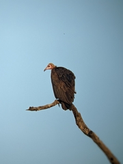 Necrosyrtes monachus