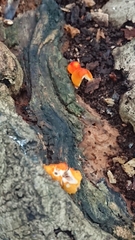 Pluteus aurantiorugosus