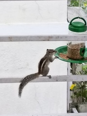 Funambulus palmarum
