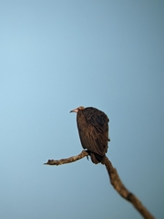Necrosyrtes monachus